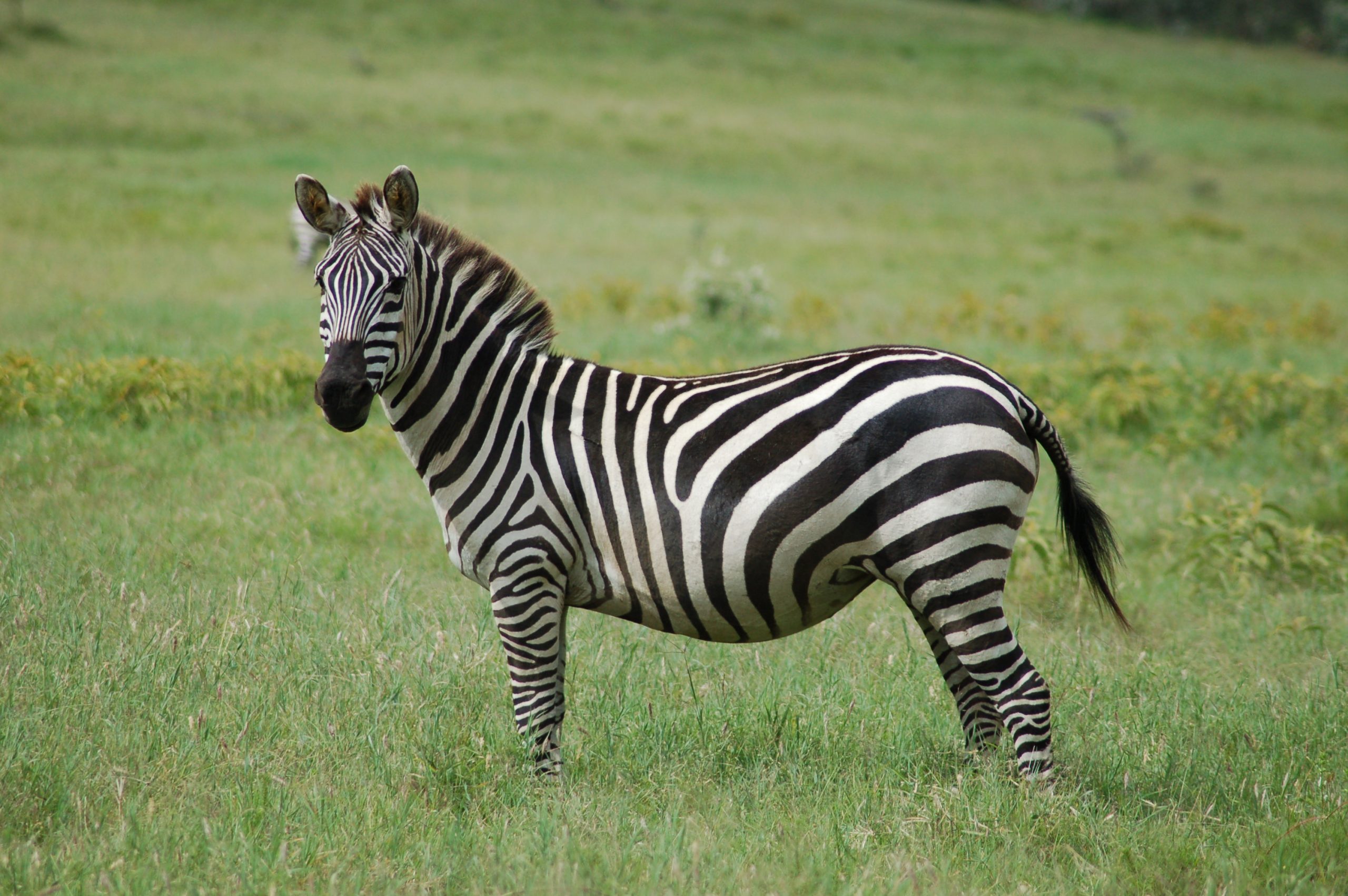 Apostar na Zebra: Estratégias para Lucrar com Azarões nas Apostas Esportivas