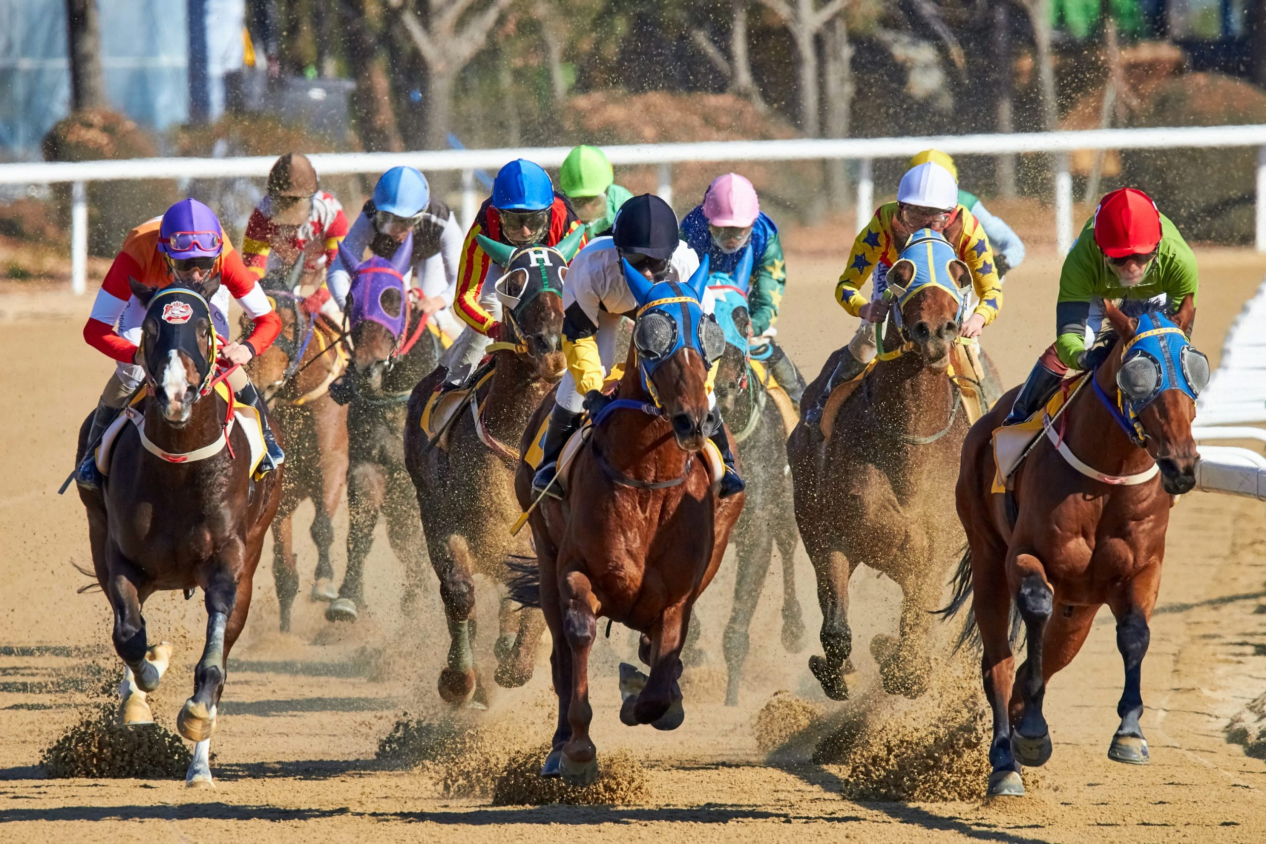 Apostas de Corridas de Cavalos: Dicas, Estratégias e Passo a Passo Completo